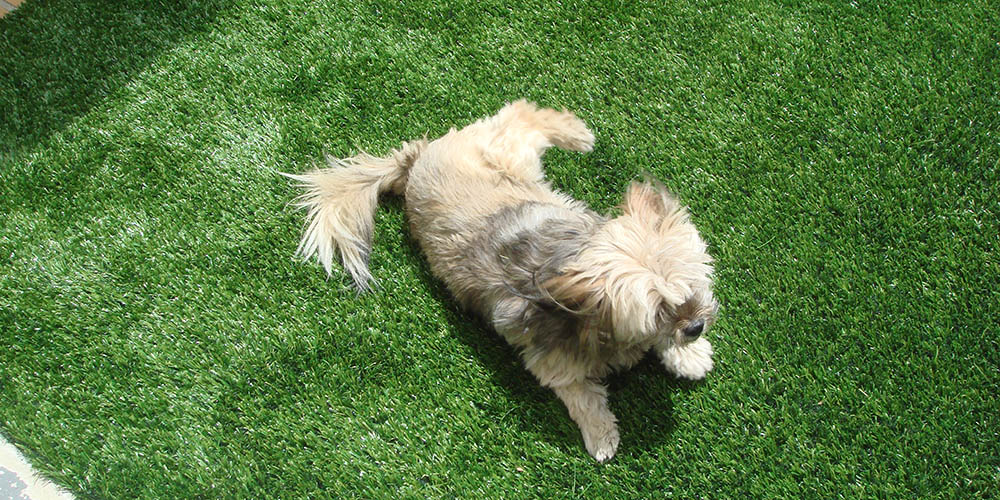 Is It Worth Investing in Artificial Grass?